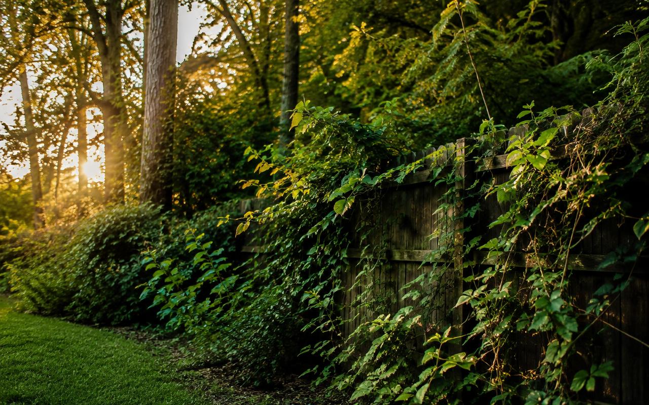 Overgrown vines climbing a wooden backyard fence at golden hour