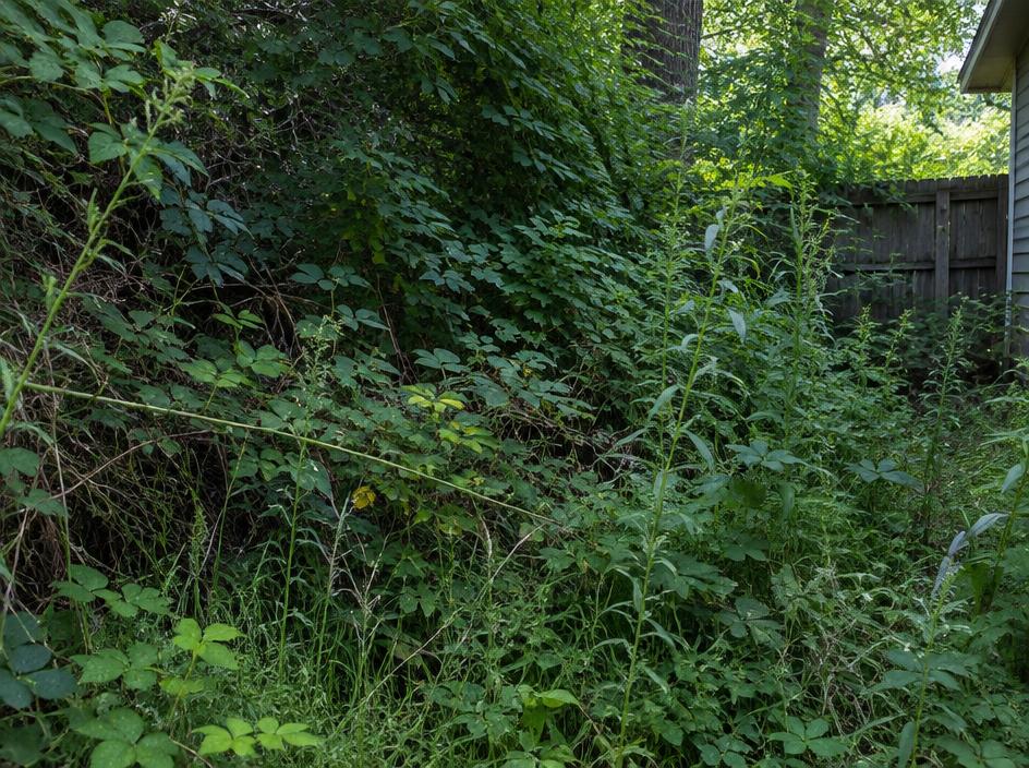 Dense Overgrowth photograph