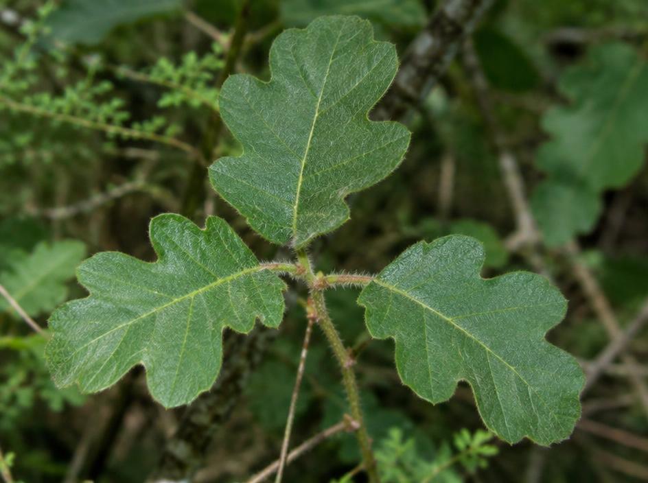 Poison Oak photograph