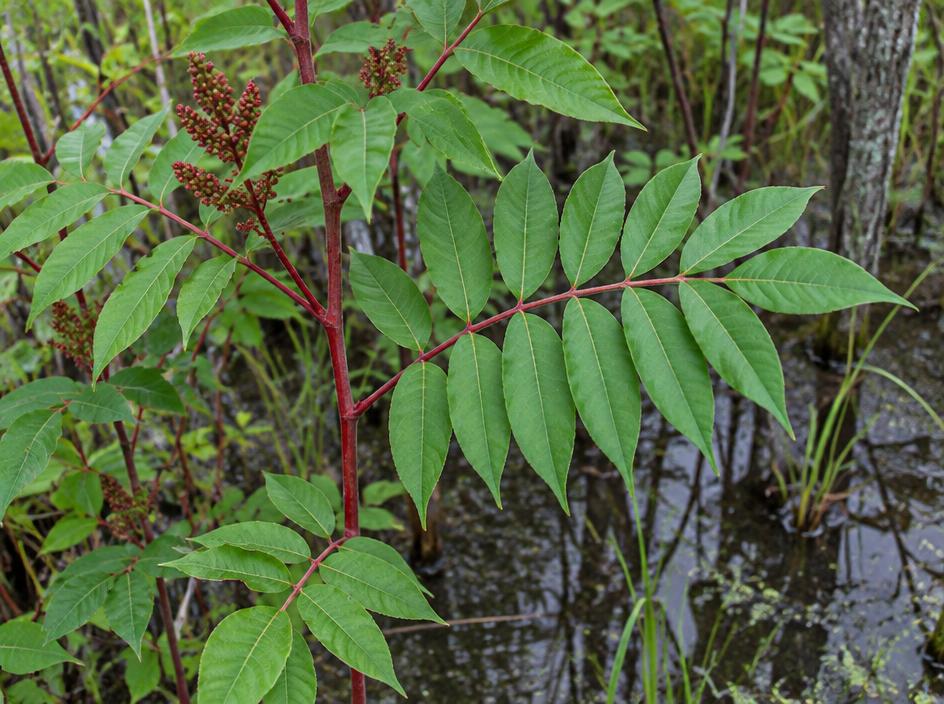 Poison Sumac photograph