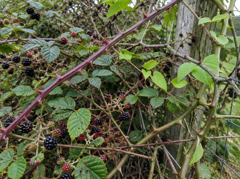 Thorny Vines photograph